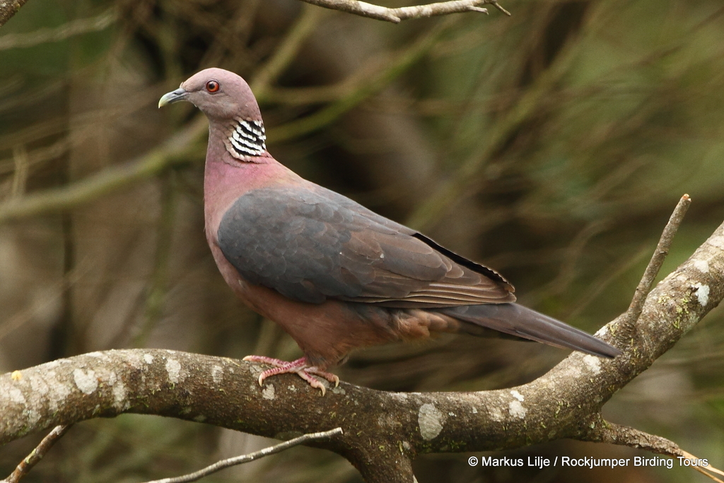 Sri Lanka Wood-Pigeon (Columba torringtoniae) photo