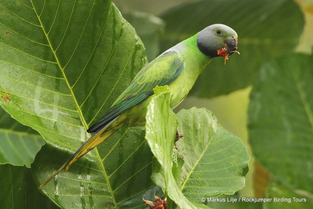 Layard's Parakeet (Psittacula calthrapae) photo