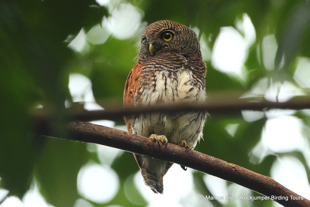 Chestnut-backed Owlet photo