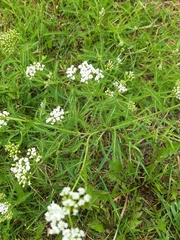 Achillea millefolium