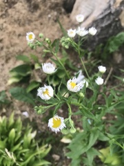 Erigeron