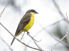 Myiozetetes similis