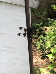 Plathemis lydia