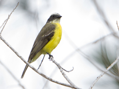 Myiozetetes similis