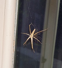 Pisaurina dubia