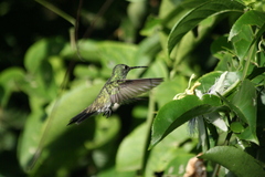 Chrysuronia leucogaster