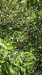 Libellula croceipennis