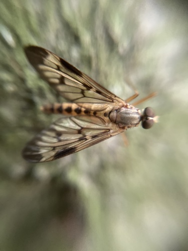 Rhagio latipennis
