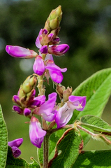 Desmodium subsessile