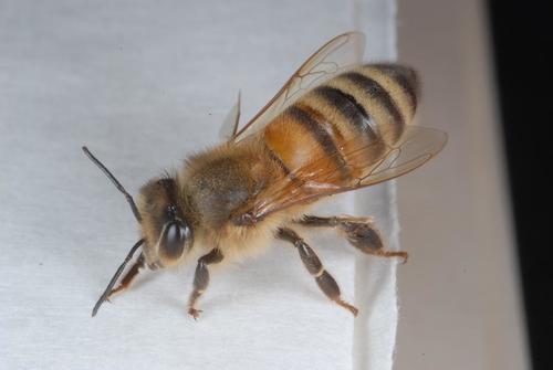 Western Honey Bee photo 5