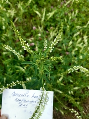 Melilotus albus
