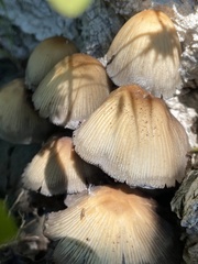 Coprinellus micaceus