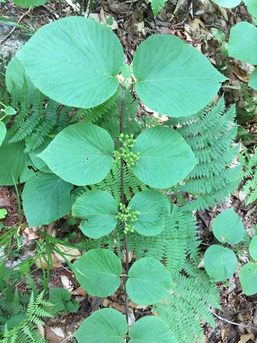 Bucklin Trail