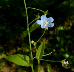 Omphalodes nitida
