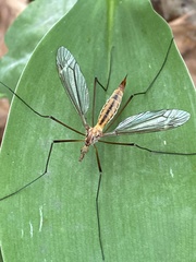 Tipula vernalis