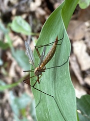 Tipula vernalis