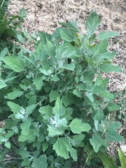 Chenopodium album