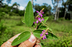 Desmodium subsessile