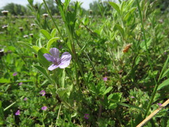 Dyschoriste crenulata