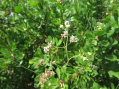 Florestina tripteris