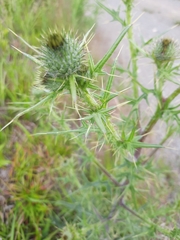 Cirsium vulgare