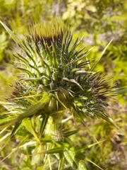 Cirsium vulgare