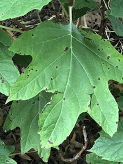 Cercospora hydrangeae