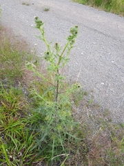 Cirsium vulgare