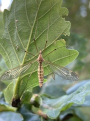 Tipula vernalis