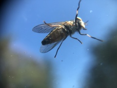 Tabanus nigrovittatus