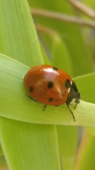 Coccinella septempunctata
