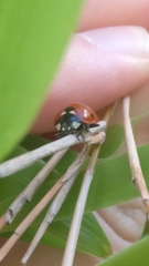 Coccinella septempunctata