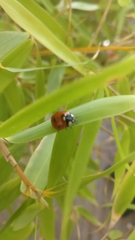Coccinella septempunctata