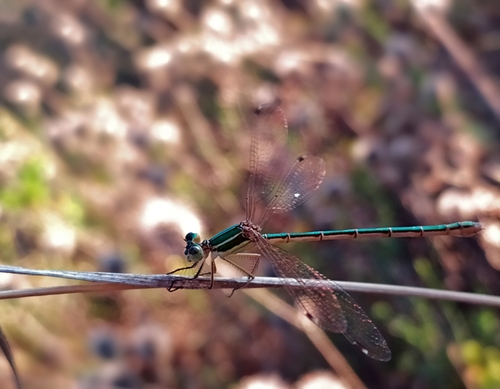 Migrant Spreadwing photo 4