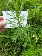Artemisia vulgaris