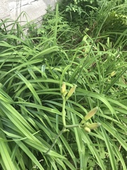 Hemerocallis fulva