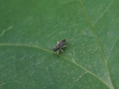 Harpedona marginata