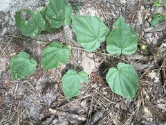 Dioscorea villosa