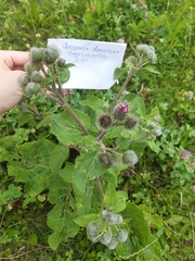 Arctium tomentosum