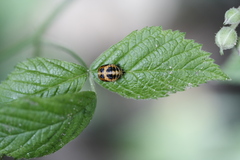 Coccinellini