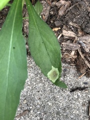 Calycomyza promissa