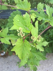 Ampelopsis glandulosa