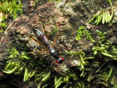 Rainieria antennaepes