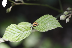 Coccinellini