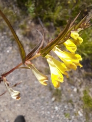 Melampyrum pratense