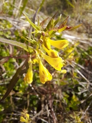 Melampyrum pratense
