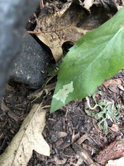 Calycomyza promissa