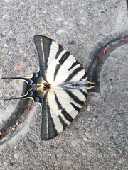 Iphiclides