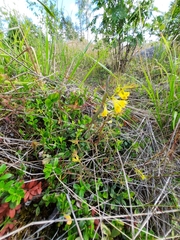 Melampyrum pratense
