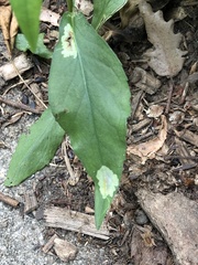 Calycomyza promissa